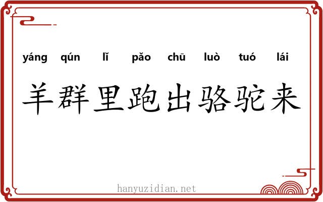 羊群里跑出骆驼来