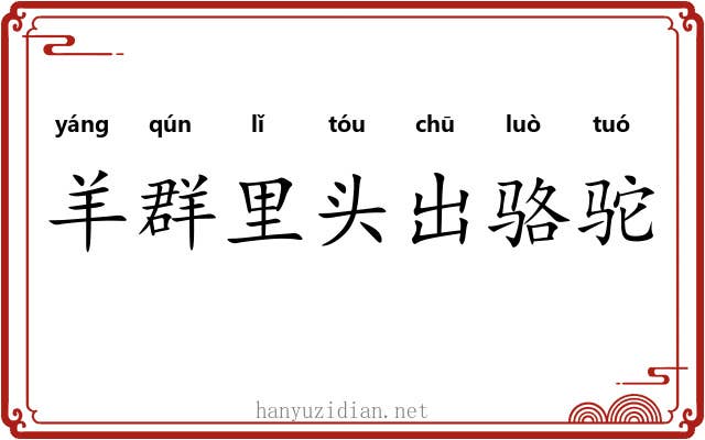 羊群里头出骆驼