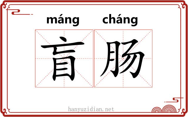盲肠