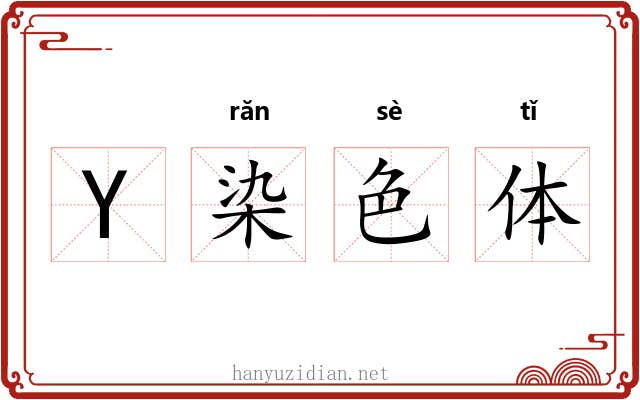 Y染色体