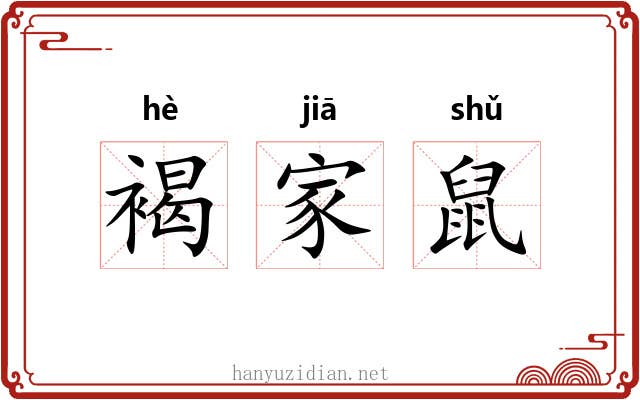 褐家鼠