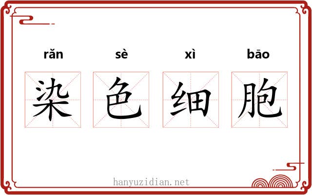染色细胞 染色细胞