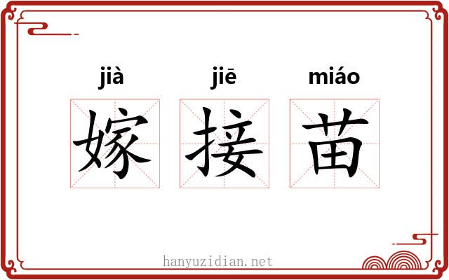 嫁接苗