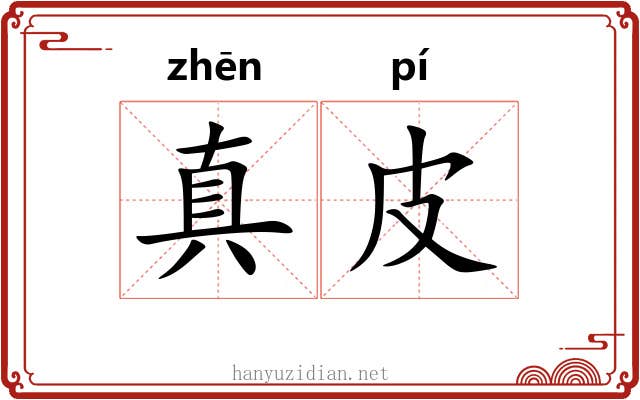 真皮 真皮