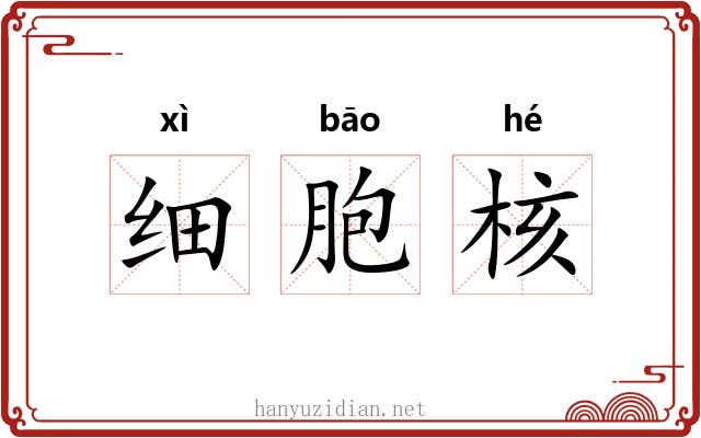 细胞核 细胞核