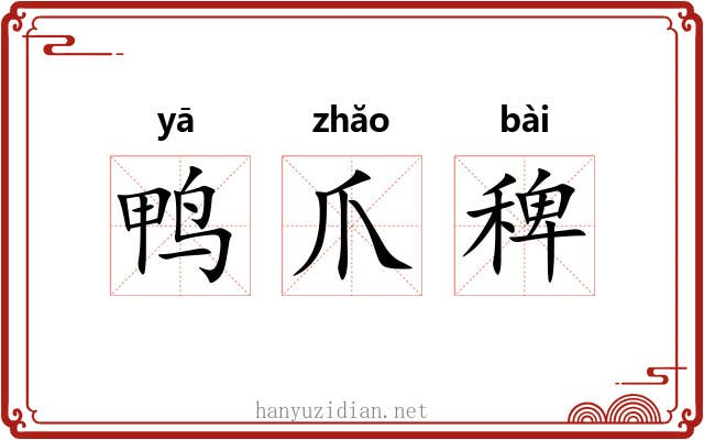 鸭爪稗 鸭爪稗