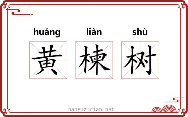 黄楝树 黄楝树