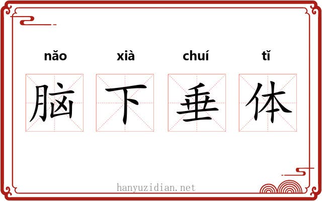 脑下垂体