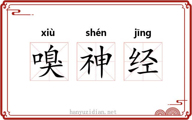 嗅神经 嗅神经