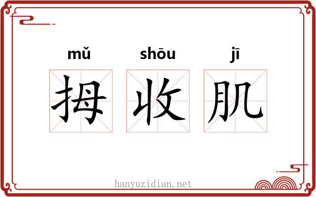 拇收肌 拇收肌