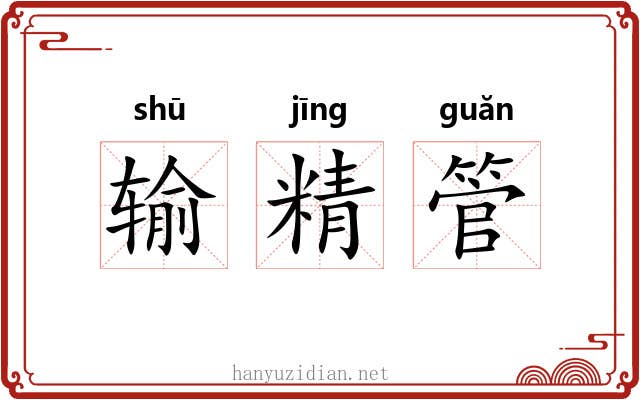 输精管 输精管