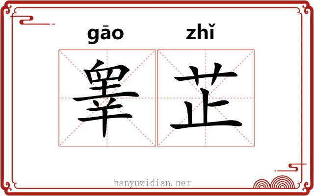 睾芷