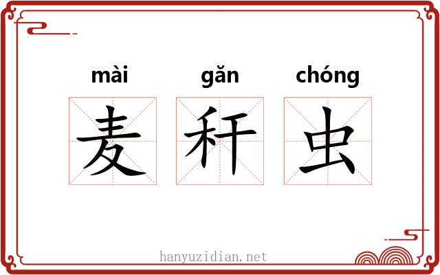 麦秆虫