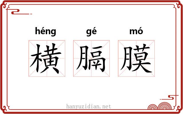 横膈膜