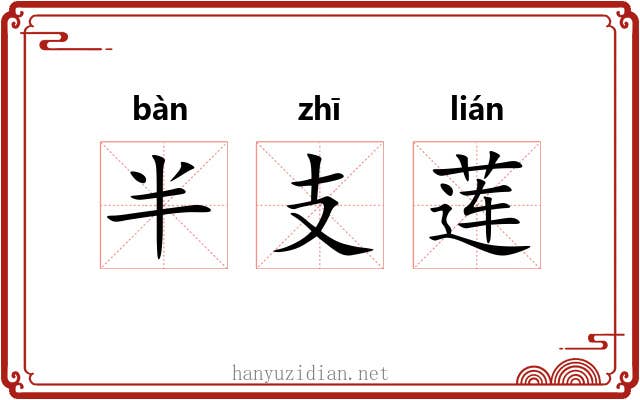 半支莲 半支莲