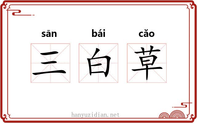 三白草 三白草
