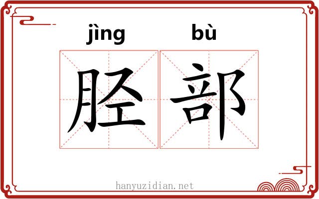 胫部