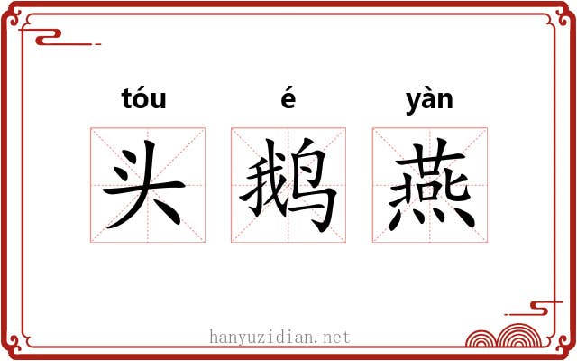 头鹅燕 头鹅燕