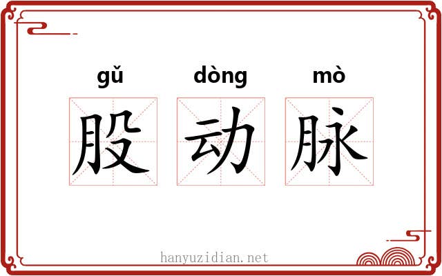 股动脉 股动脉