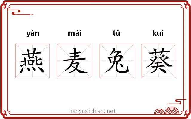 燕麦兔葵 燕麦兔葵