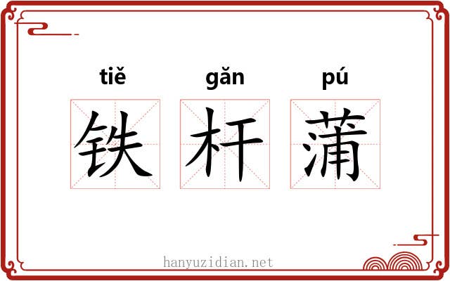铁杆蒲 铁杆蒲