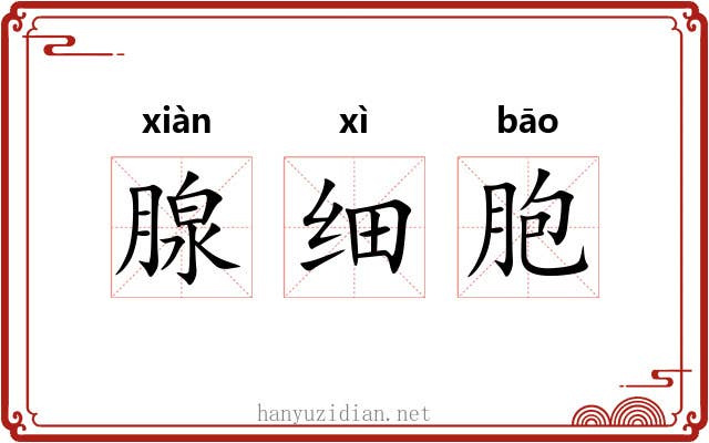 腺细胞 腺细胞