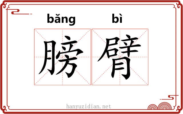 膀臂 膀臂