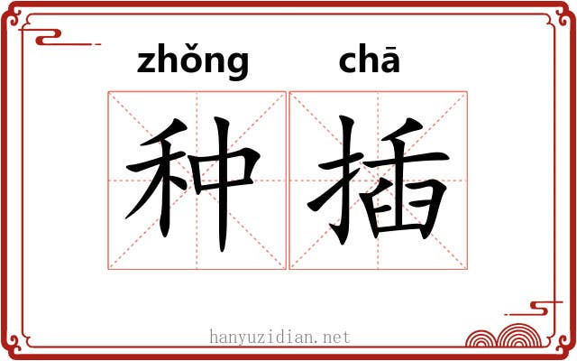 种插 种插