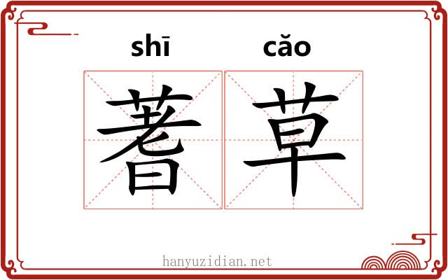 蓍草 蓍草