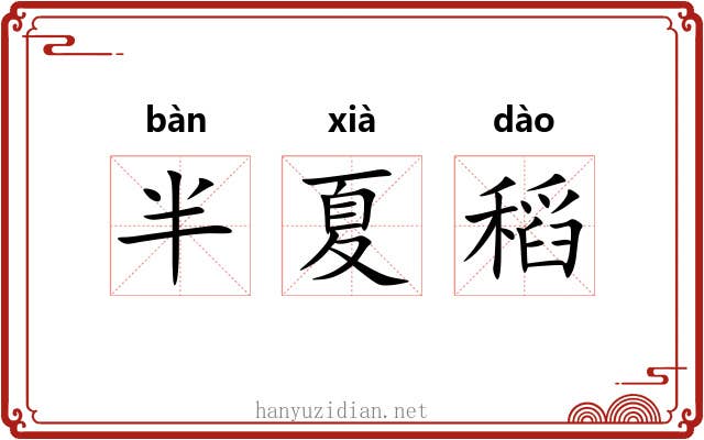 半夏稻