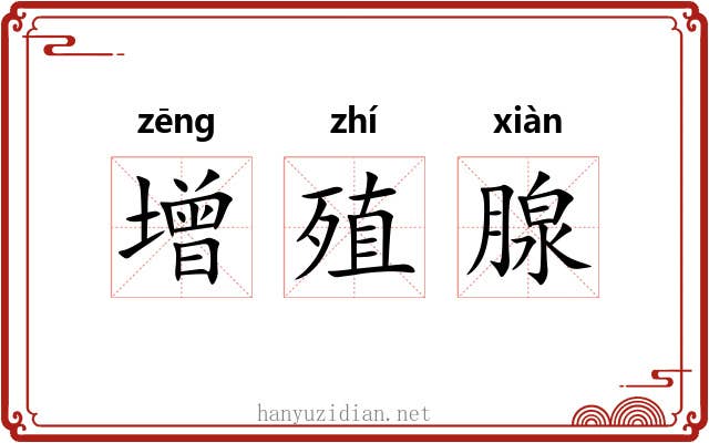 增殖腺