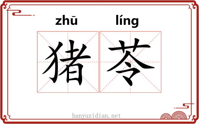 猪苓 猪苓