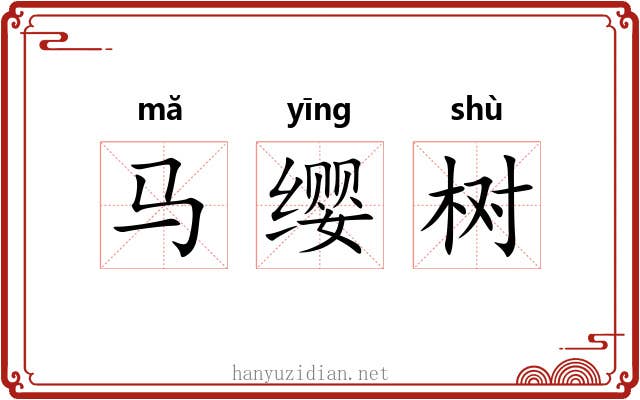 马缨树 马缨树