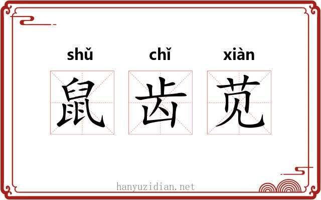 鼠齿苋 鼠齿苋