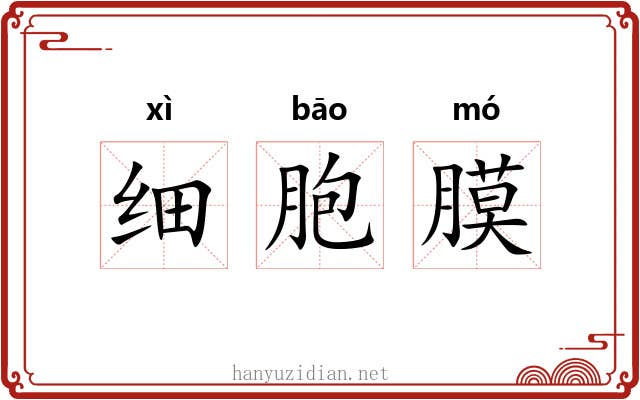 细胞膜 细胞膜