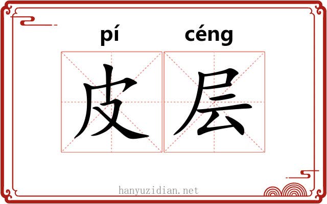 皮层