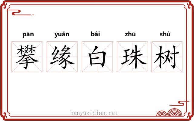 攀缘白珠树 攀缘白珠树