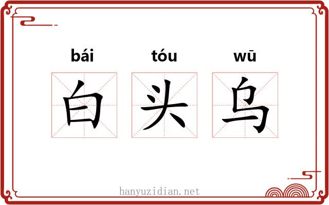 白头乌 白头乌