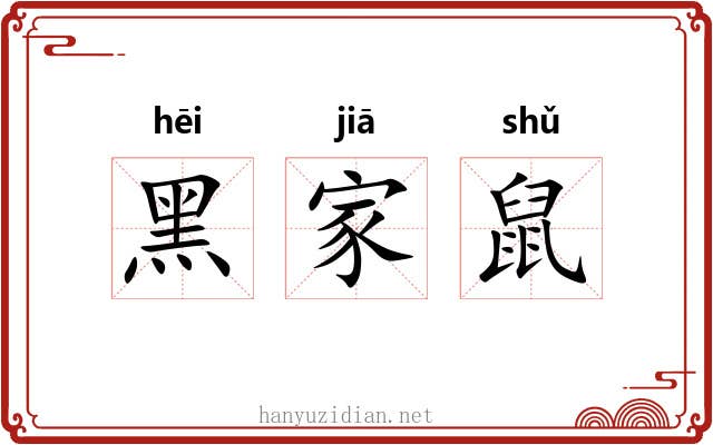 黑家鼠