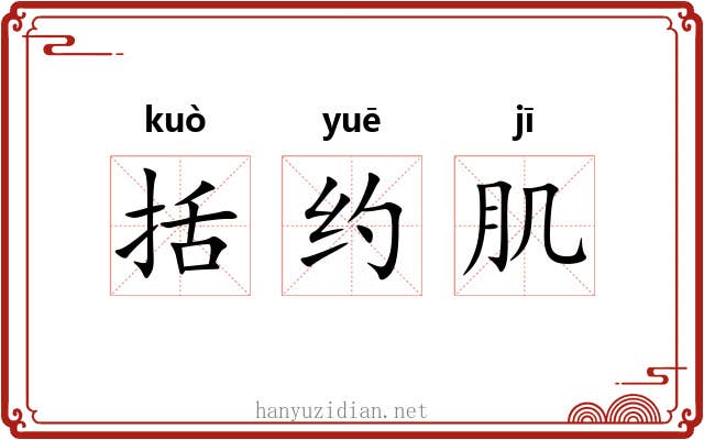 括约肌