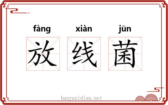 放线菌