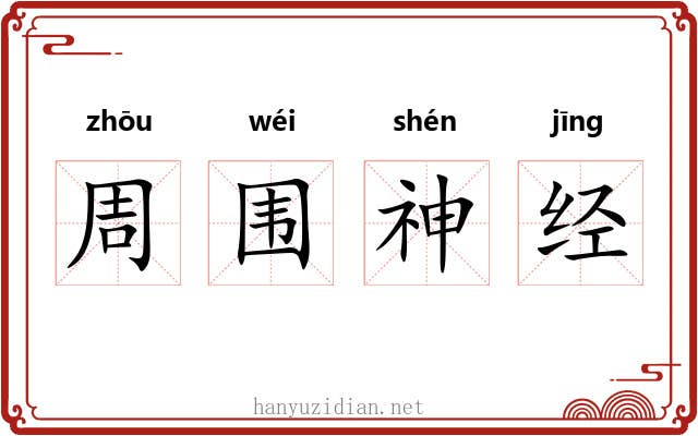 周围神经 周围神经