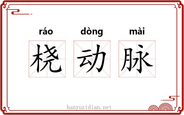桡动脉