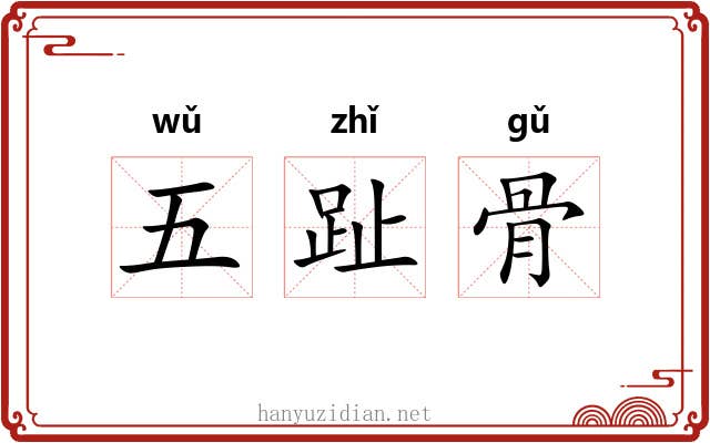 五趾骨 五趾骨