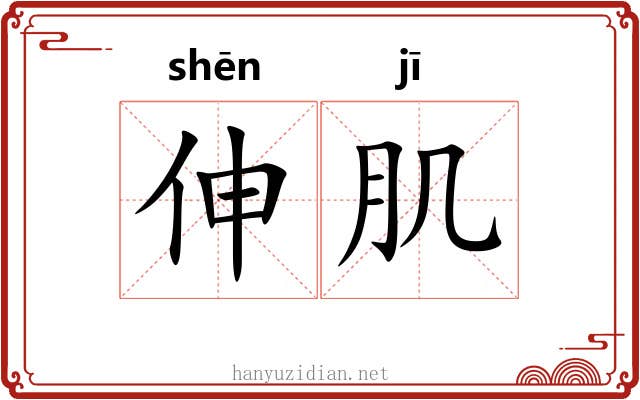 伸肌