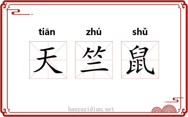 天竺鼠 天竺鼠