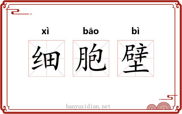 细胞壁