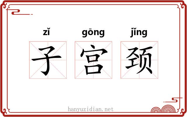 子宫颈 子宫颈