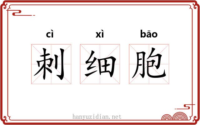 刺细胞 刺细胞