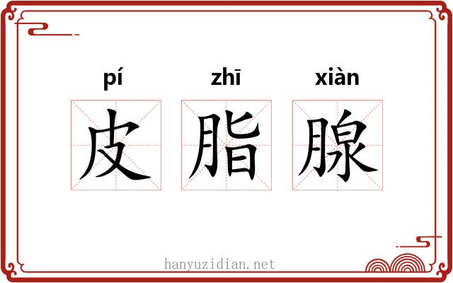 皮脂腺 皮脂腺